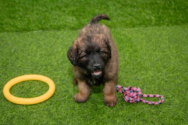 Leonberger yavruları bir köpek kulübesinde koşup oynuyorlar..