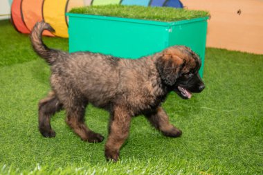 Leonberger yavruları bir köpek kulübesinde koşup oynuyorlar..