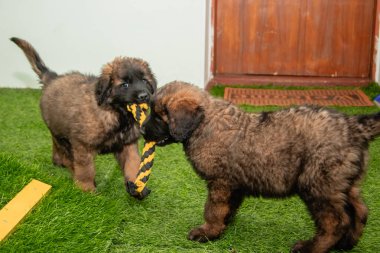 Leonberger yavruları bir köpek kulübesinde koşup oynuyorlar..