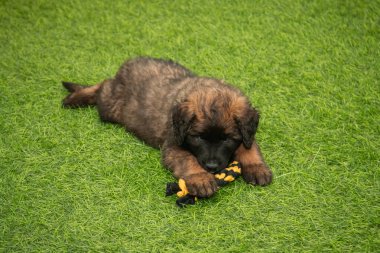 Leonberger yavruları bir köpek kulübesinde koşup oynuyorlar..