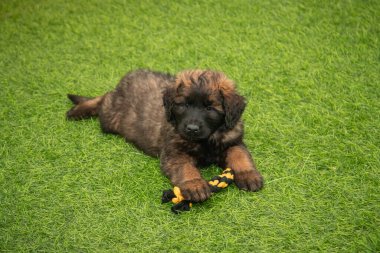 Leonberger yavruları bir köpek kulübesinde koşup oynuyorlar..