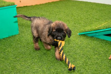 Leonberger yavruları bir köpek kulübesinde koşup oynuyorlar..