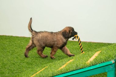 Leonberger yavruları bir köpek kulübesinde koşup oynuyorlar..