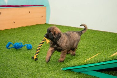 Leonberger yavruları bir köpek kulübesinde koşup oynuyorlar..