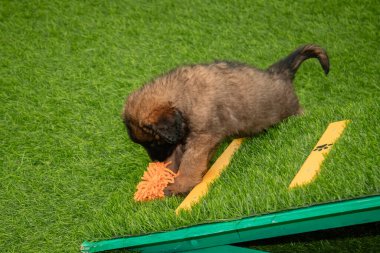 Leonberger yavruları bir köpek kulübesinde koşup oynuyorlar..