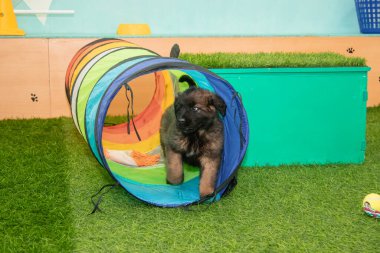 Leonberger yavruları bir köpek kulübesinde koşup oynuyorlar..