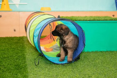 Leonberger yavruları bir köpek kulübesinde koşup oynuyorlar..