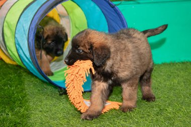 Leonberger yavruları bir köpek kulübesinde koşup oynuyorlar..