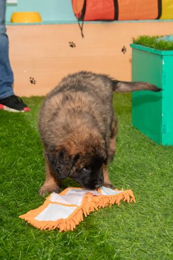 Leonberger yavruları bir köpek kulübesinde koşup oynuyorlar..