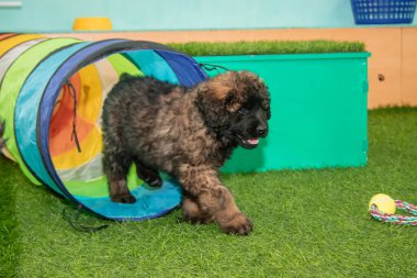 Leonberger yavruları bir köpek kulübesinde koşup oynuyorlar..