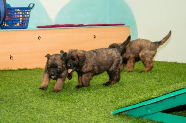 Leonberger yavruları bir köpek kulübesinde koşup oynuyorlar..