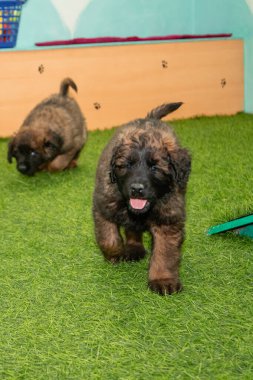 Leonberger yavruları bir köpek kulübesinde koşup oynuyorlar..