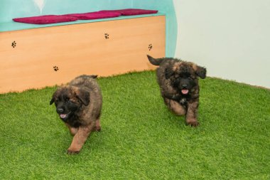 Leonberger yavruları bir köpek kulübesinde koşup oynuyorlar..