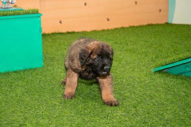 Leonberger yavruları bir köpek kulübesinde koşup oynuyorlar..