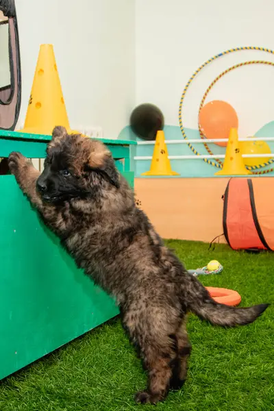 Leonberger yavruları bir köpek kulübesinde koşup oynuyorlar..