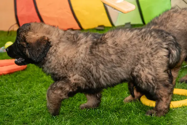 Leonberger yavruları bir köpek kulübesinde koşup oynuyorlar..