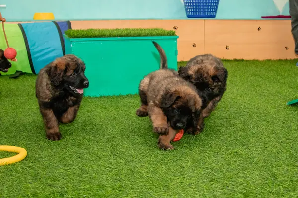 Leonberger yavruları bir köpek kulübesinde koşup oynuyorlar..