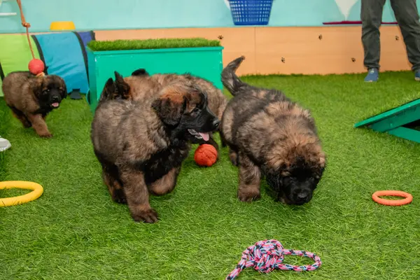 Leonberger yavruları bir köpek kulübesinde koşup oynuyorlar..