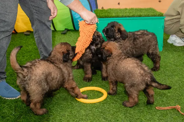 Leonberger yavruları bir köpek kulübesinde koşup oynuyorlar..