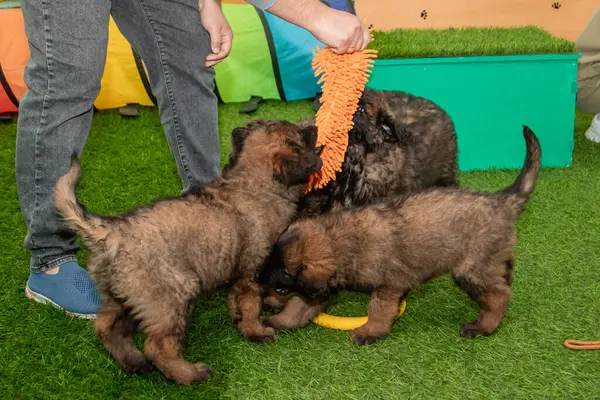 Leonberger yavruları bir köpek kulübesinde koşup oynuyorlar..