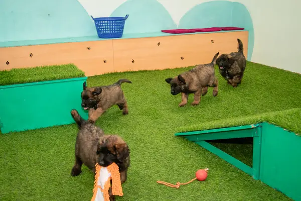 Leonberger yavruları bir köpek kulübesinde koşup oynuyorlar..