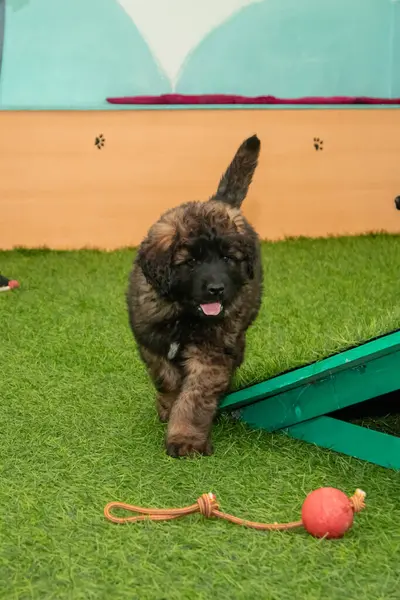 Leonberger yavruları bir köpek kulübesinde koşup oynuyorlar..