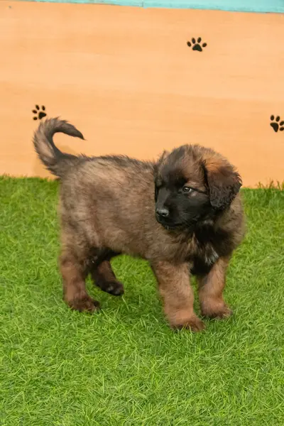 Leonberger yavruları bir köpek kulübesinde koşup oynuyorlar..
