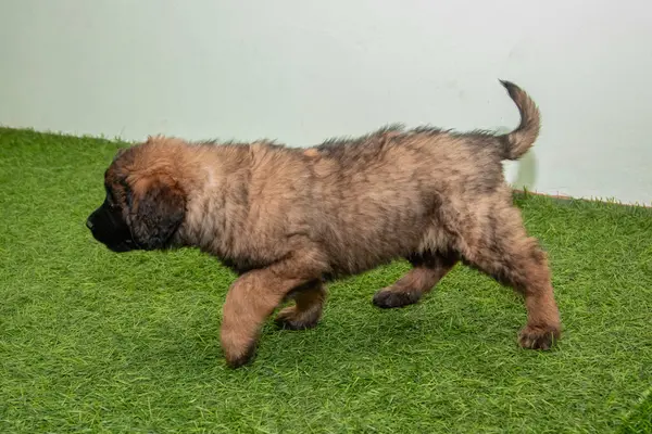Leonberger yavruları bir köpek kulübesinde koşup oynuyorlar..