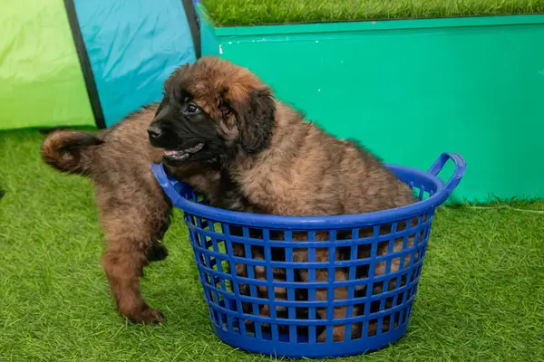 Leonberger yavruları bir köpek kulübesinde koşup oynuyorlar..