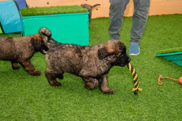 Leonberger yavruları bir köpek kulübesinde koşup oynuyorlar..