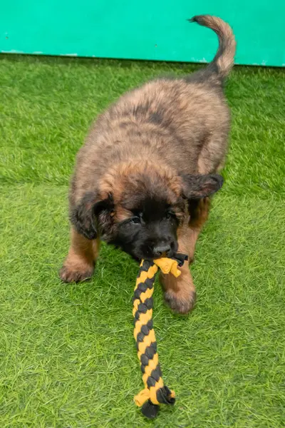 Leonberger yavruları bir köpek kulübesinde koşup oynuyorlar..
