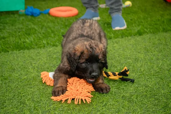 Leonberger yavruları bir köpek kulübesinde koşup oynuyorlar..