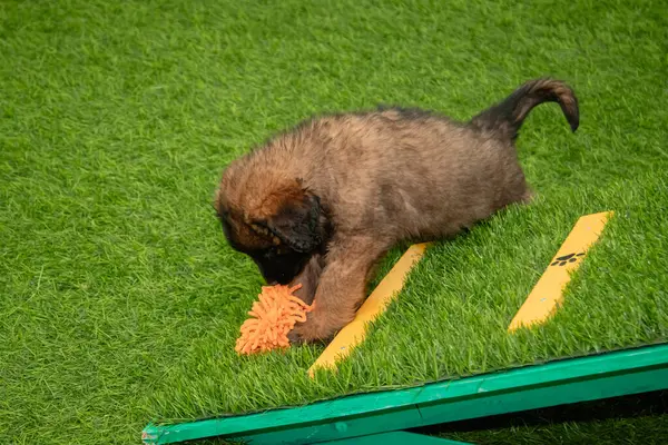 Leonberger yavruları bir köpek kulübesinde koşup oynuyorlar..