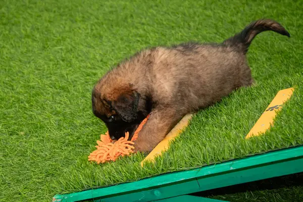 Leonberger yavruları bir köpek kulübesinde koşup oynuyorlar..