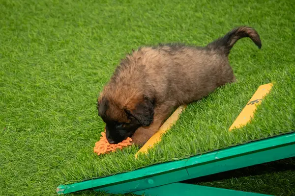 Leonberger yavruları bir köpek kulübesinde koşup oynuyorlar..