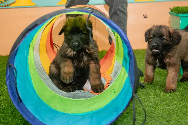 Leonberger yavruları bir köpek kulübesinde koşup oynuyorlar..