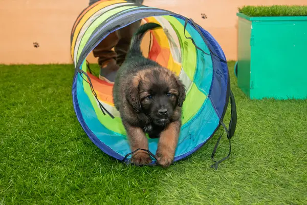 Leonberger yavruları bir köpek kulübesinde koşup oynuyorlar..