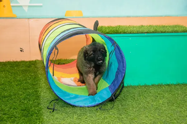 Leonberger yavruları bir köpek kulübesinde koşup oynuyorlar..