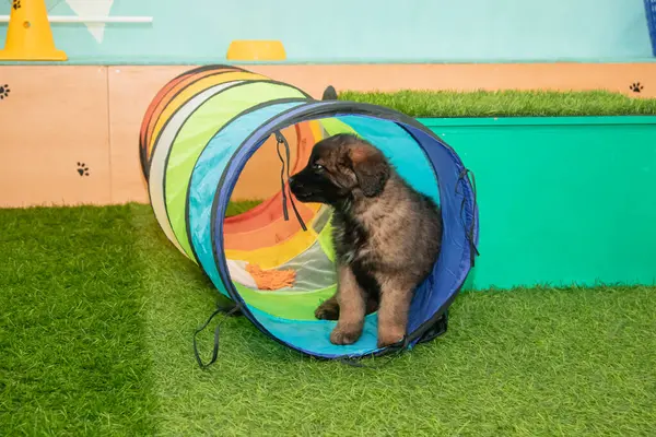 Leonberger yavruları bir köpek kulübesinde koşup oynuyorlar..