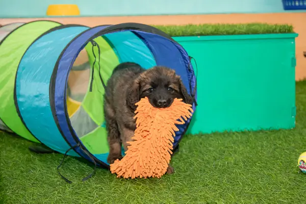 Leonberger yavruları bir köpek kulübesinde koşup oynuyorlar..