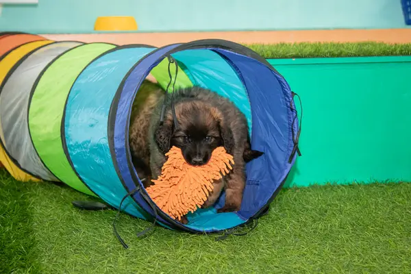 Leonberger yavruları bir köpek kulübesinde koşup oynuyorlar..