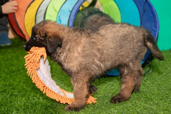 Leonberger yavruları bir köpek kulübesinde koşup oynuyorlar..