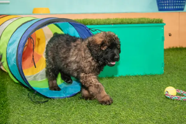 Leonberger yavruları bir köpek kulübesinde koşup oynuyorlar..