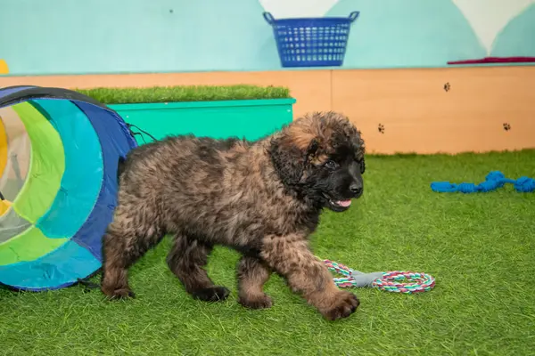 Leonberger yavruları bir köpek kulübesinde koşup oynuyorlar..