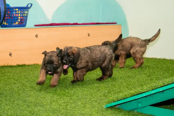 Leonberger yavruları bir köpek kulübesinde koşup oynuyorlar..