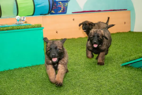 Leonberger yavruları bir köpek kulübesinde koşup oynuyorlar..