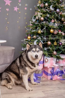 İri yapılı bir köpek, bir Noel ağacının arka planında ve süslemelerde oturuyor..