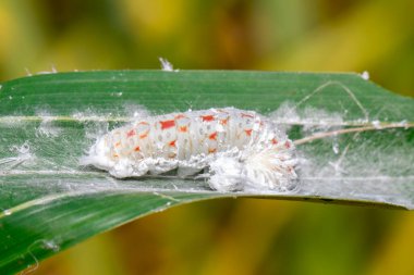 Image of caterpillar on the green leaf on a natural background. Insect. Animal. 