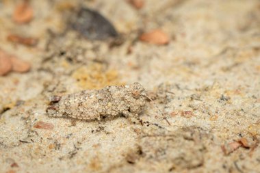 Image of a small brown cricket on the ground. Insect. Animal. 