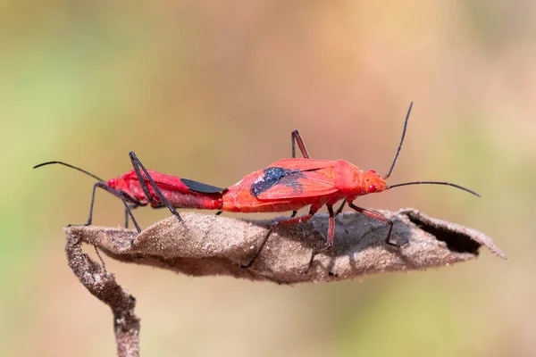 Image Red Cotton Bug Dysdercus Cingulatus Leaf Natural Background Insect — Stock Photo, Image
